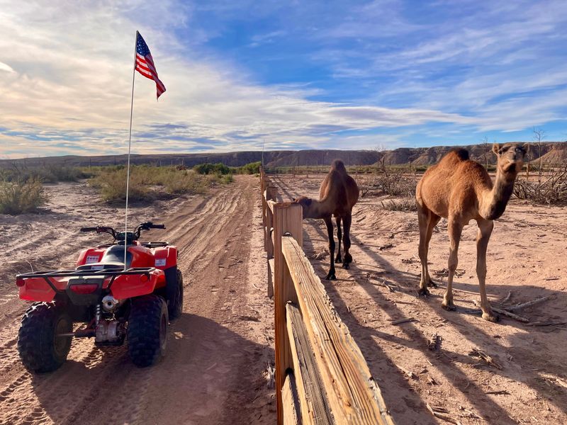 No Camels on the Highway