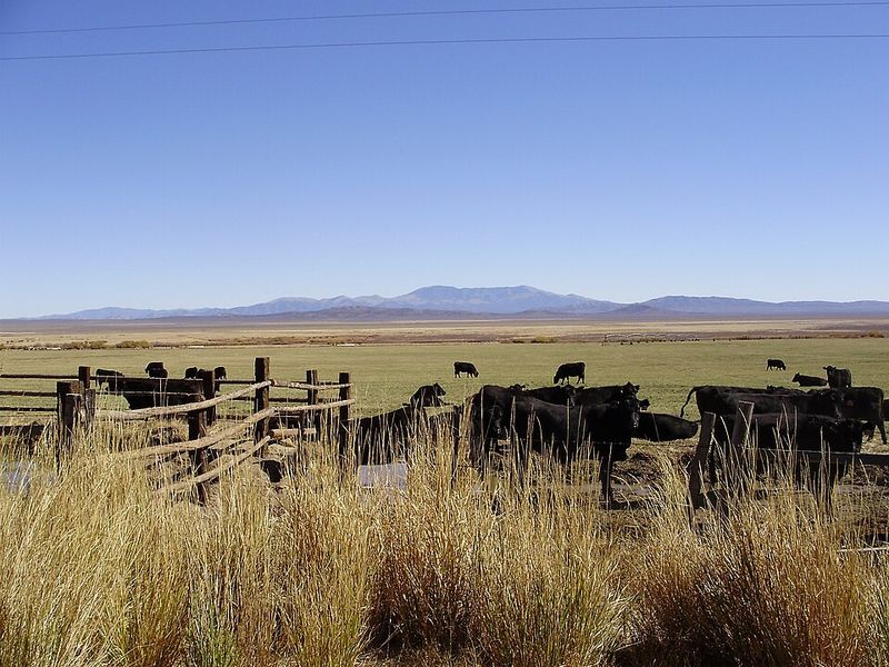 Wildlife Adapted to Emptiness