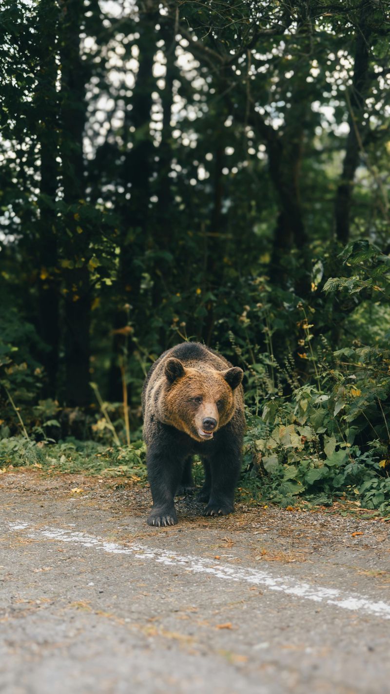 Bear Wrestling Is Prohibited Statewide