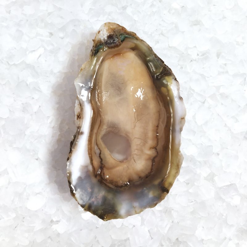 Oyster Shell Recycling Requirement