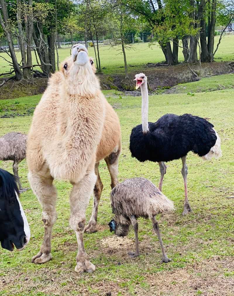 Roadside Animal Sales Restrictions