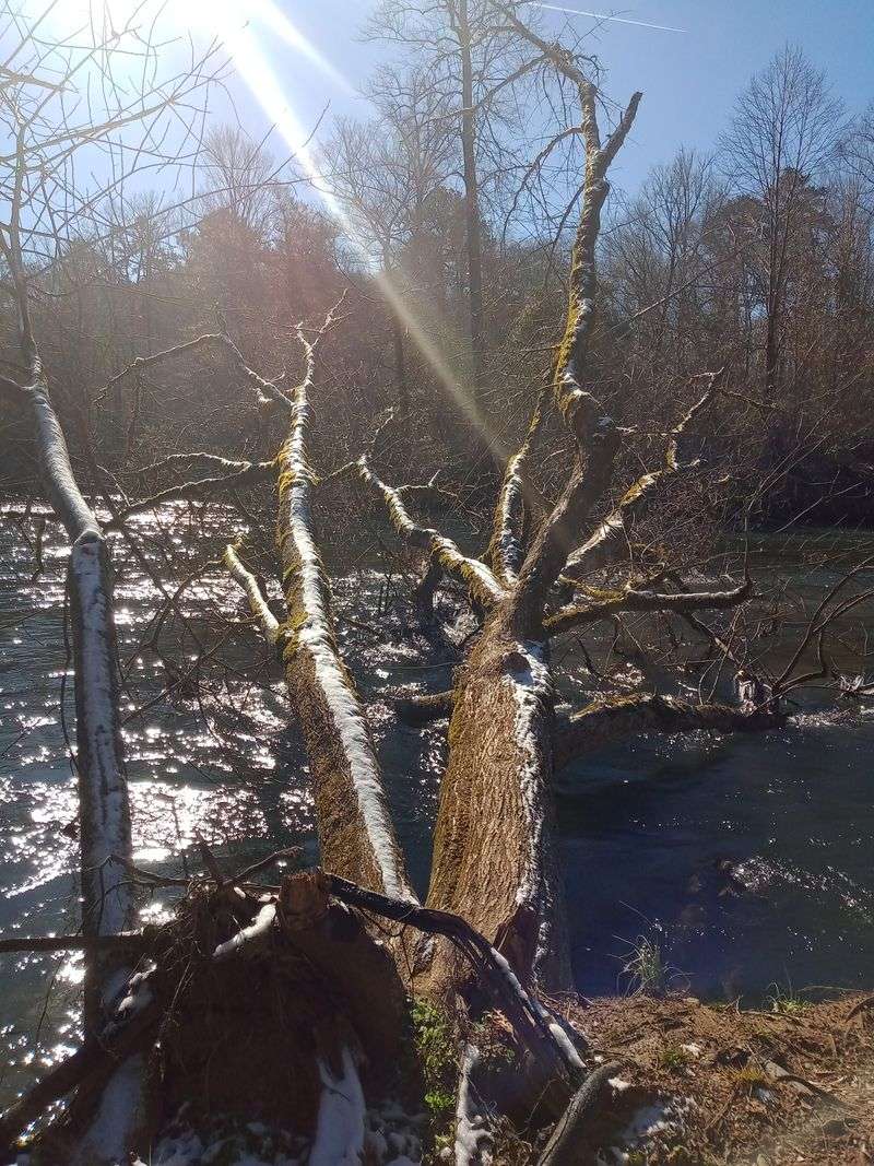 A Forest Edge Where Wildlife Still Sets the Routine
