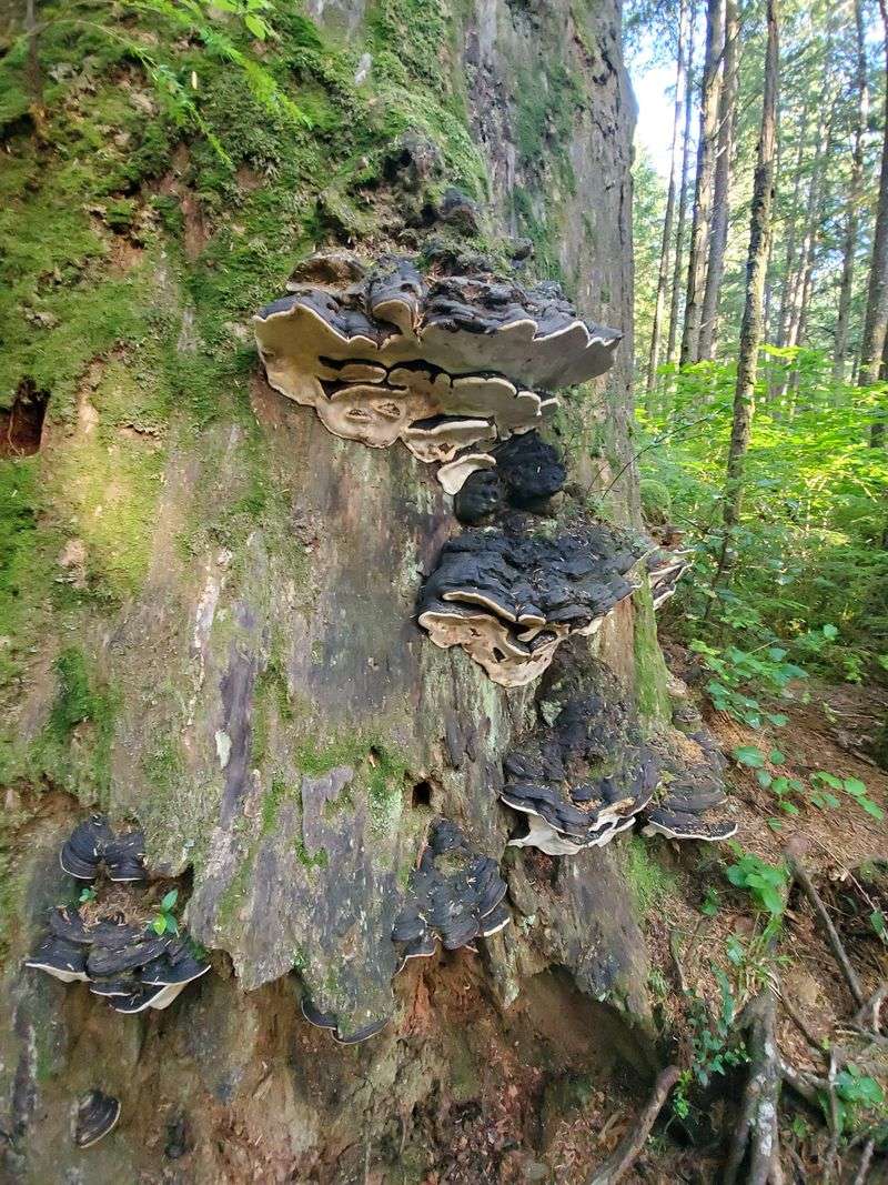 Hoh Rain Forest Mystique