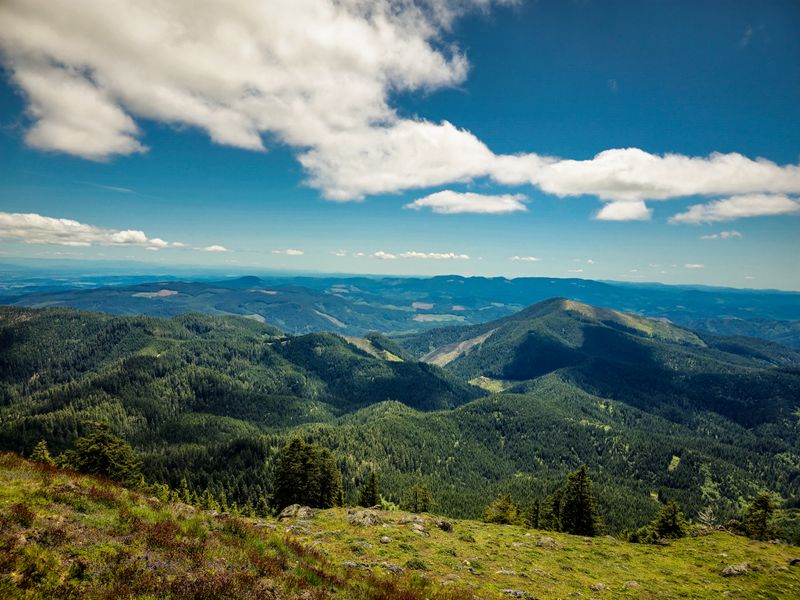Marys Peak Meadows and Noble Fir Fringe