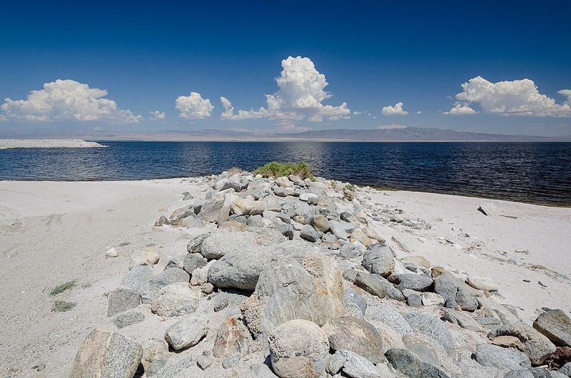 Birdlife on a crucial Pacific flyway