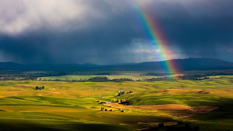 Fields of Grain, Lentils, and Peas in Motion