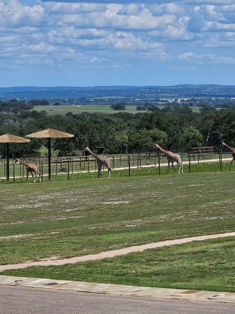 Wildlife Watching at Sunset