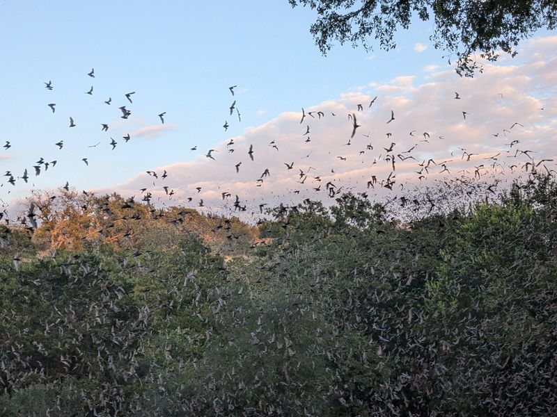 Old Tunnel Wildlife Viewing Area