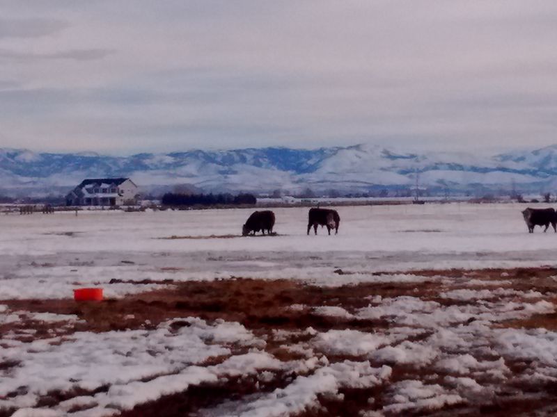 Ranching Heritage on the Valley Floor