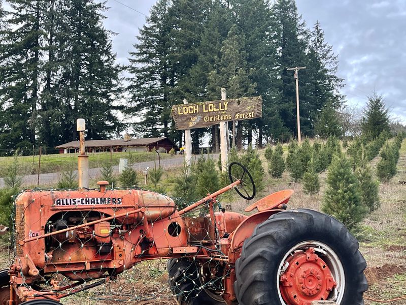 Loch Lolly Christmas Forest