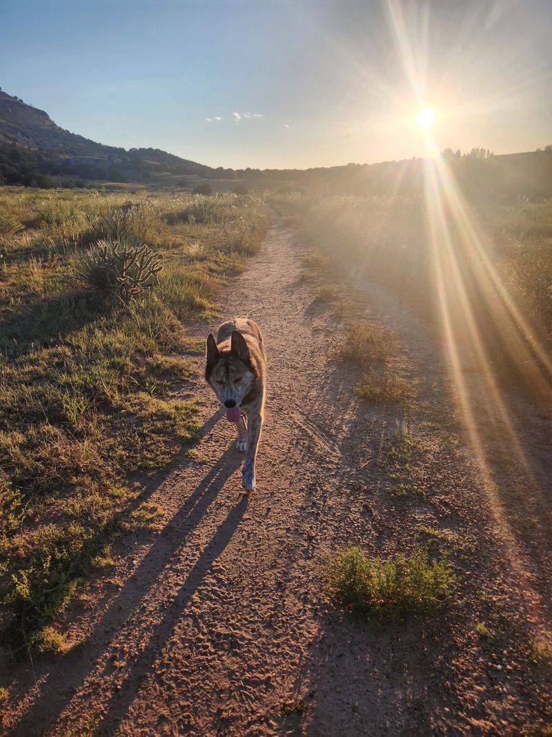 Ancient Petroglyphs on Sandstone Boulders