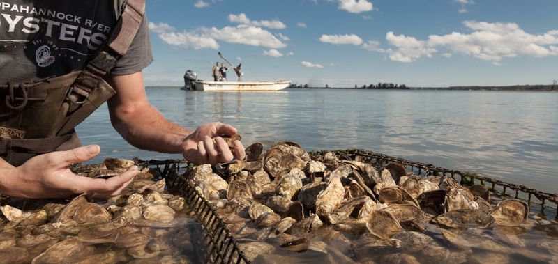 Rappahannock Oyster Company at Merroir, Topping