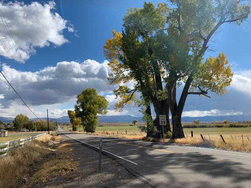 Downtown Boardwalks and Tree Shade