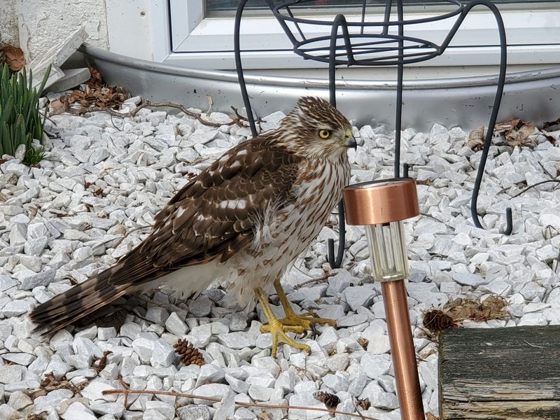 Drone Usage Near Wildlife Habitats Violates Multiple Regulations