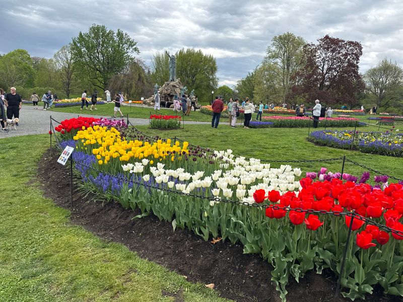 Albany Tulip Festival, Albany