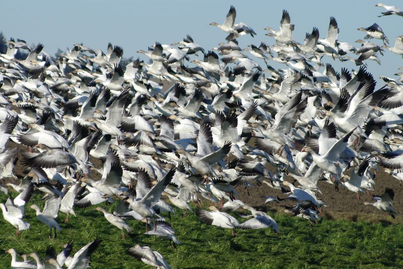 Bird and Wildlife Watching