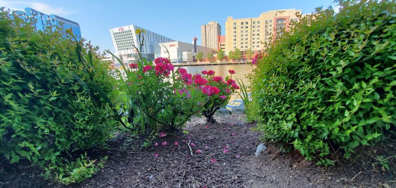 No Ball Playing on Certain Streets