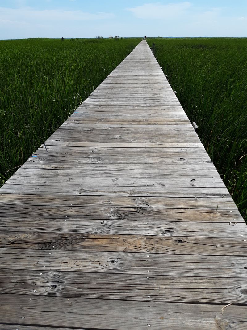 Pea Island Edges And Echoes