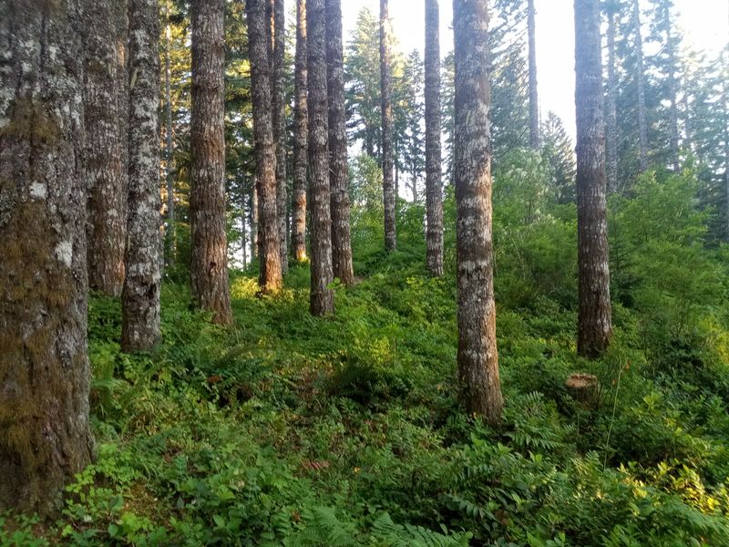 Tillamook State Forest Wilson River Corridor