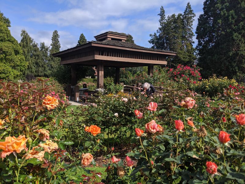 Point Defiance Park Rose Garden in Tacoma