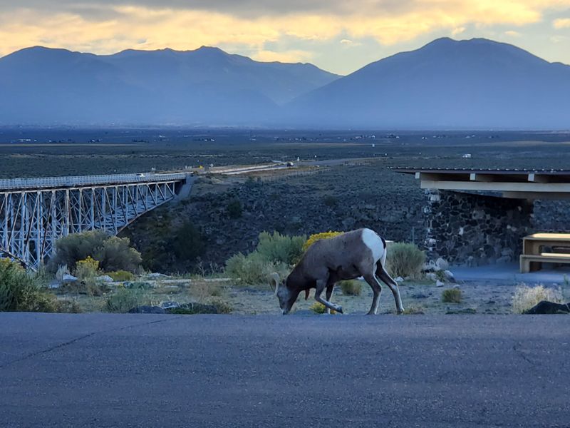 Rio Grande Gorge Bridge and Vista