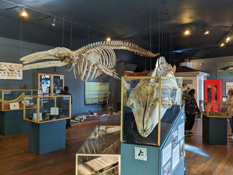 The Whale Museum Stories