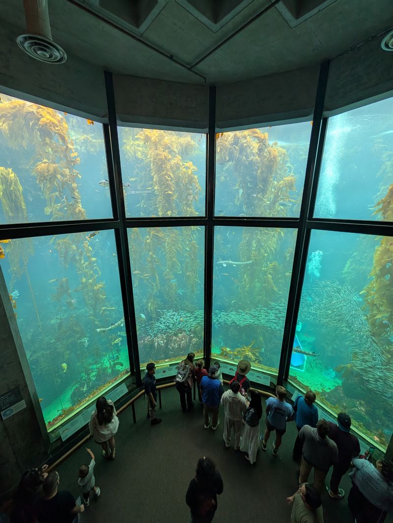 Monterey Bay's Kelp Forests and Cannery Row