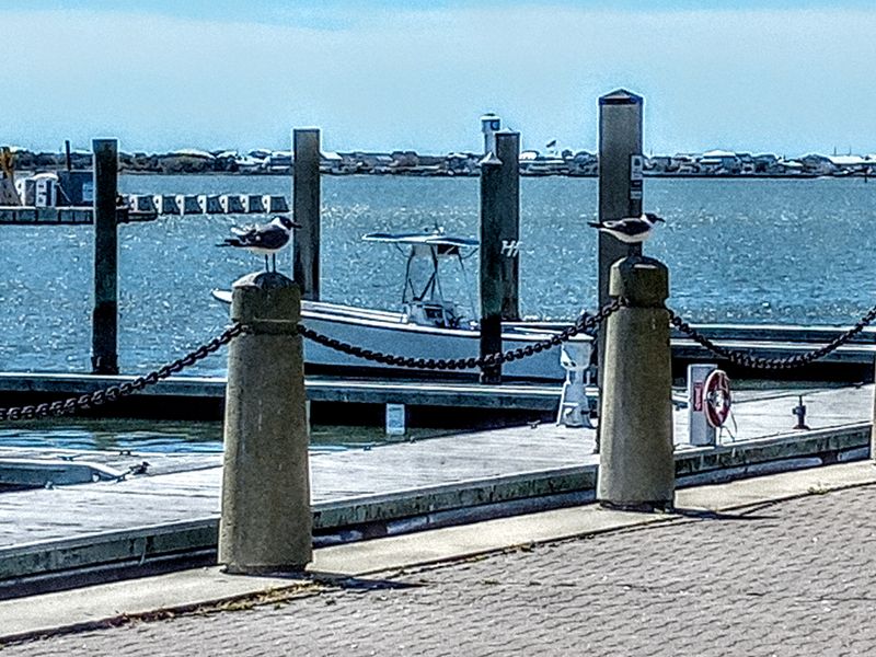 Quiet Wildlife Moments On The Edge