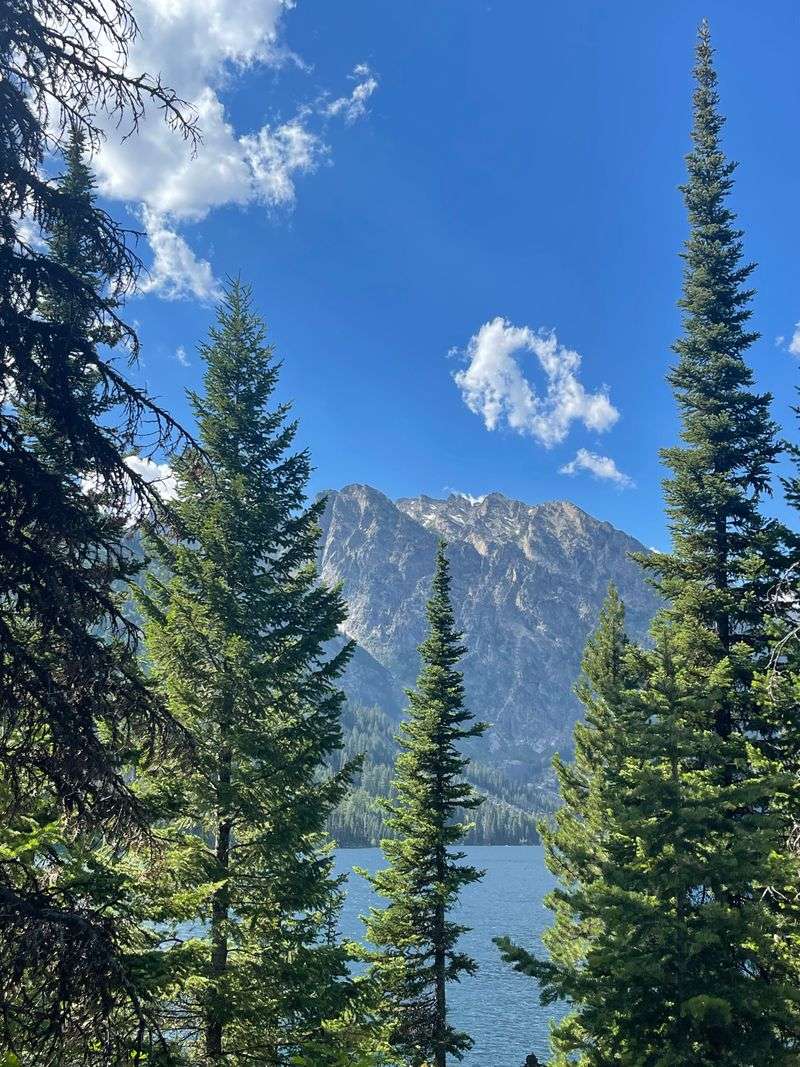 Wildlife Encounters in an Alpine Ecosystem