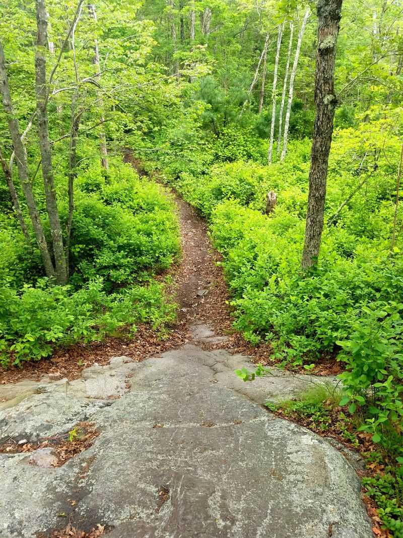 The Trail Network and Recreation Opportunities