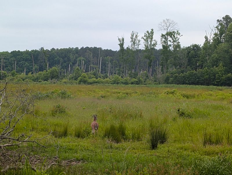 Wildlife pays the price