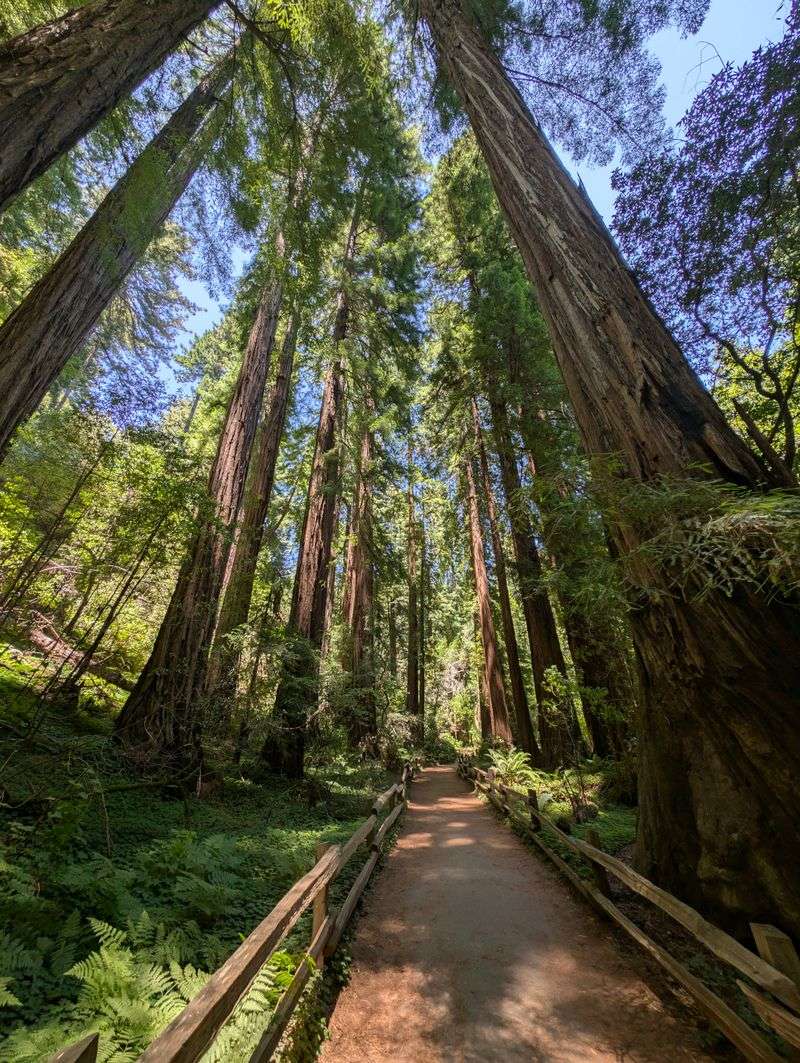 Muir Woods National Monument, quiet redwoods close to the city