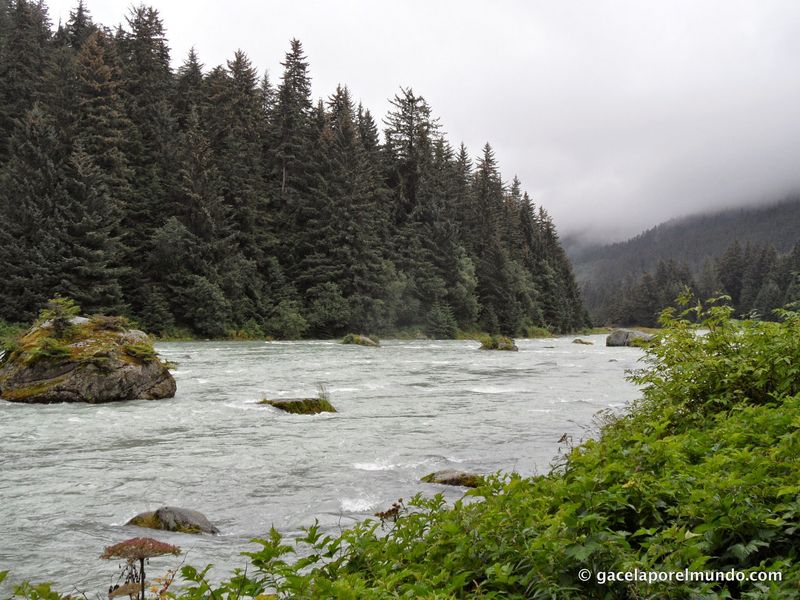 A River Corridor Famous for Its Winter Visitors