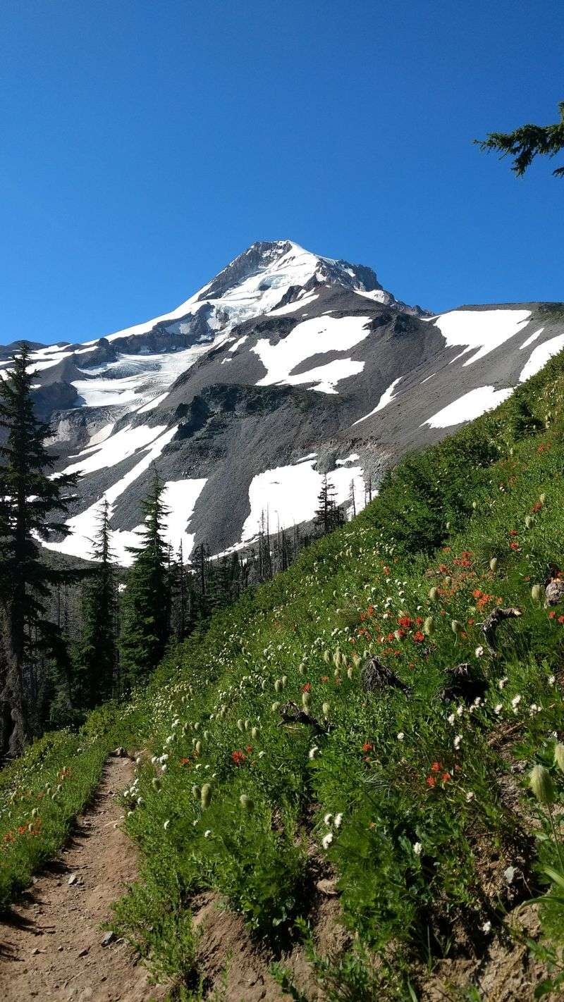 Mount Hood Timberline Trail