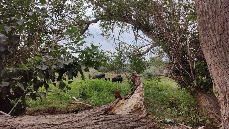 Cattle Mutilations and Field Protocols