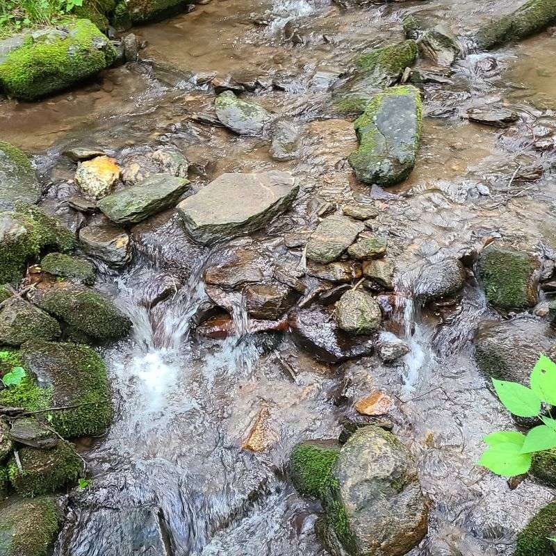 Local Trails Where Cold Weather Makes the Forest Silent