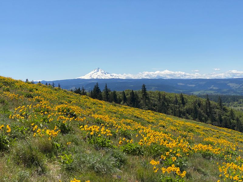 Rowena Crest Viewpoint