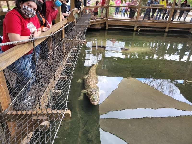 Gatorland's Screamin' Gator Zip Line