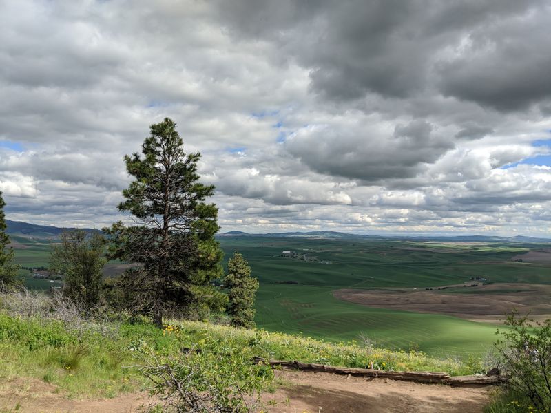 Kamiak Butte Trails and Quiet Forest Shade