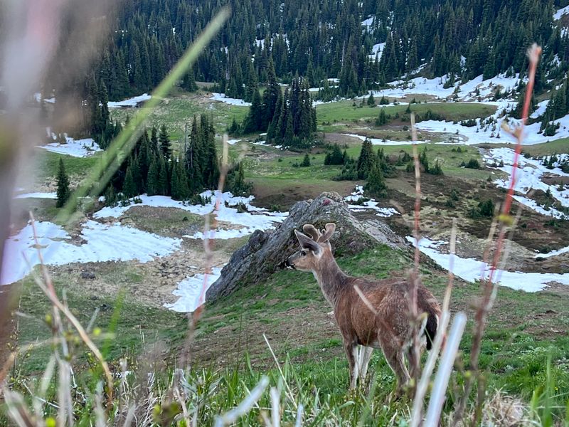 Hurricane Ridge (National Park Snow Village)