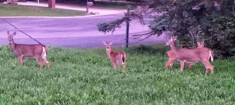 Stop 9: Cottage Grove, Murals, Bridges, And Creekside Walks
