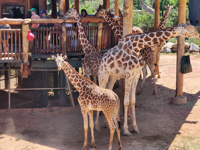 Nearby Holiday Adventures: Zoo and Gardens