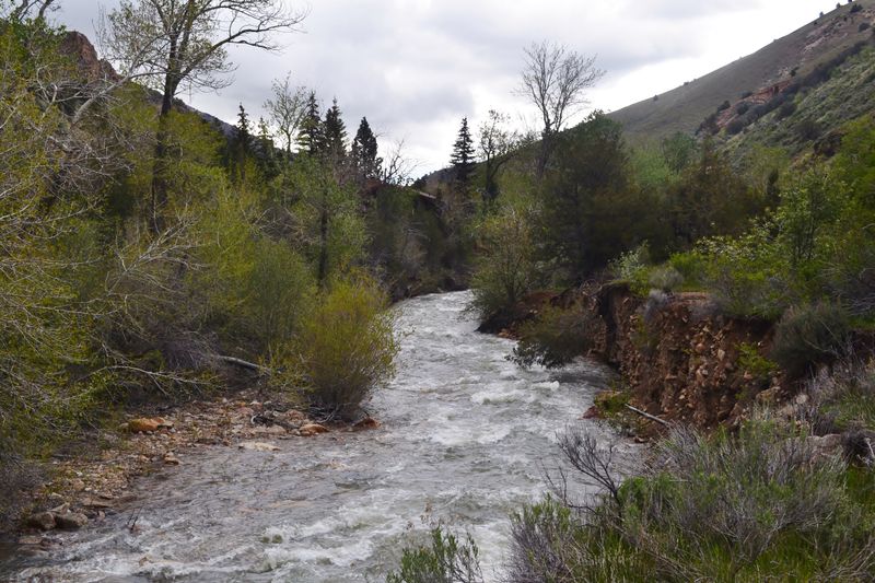 Wildlife Where Water Runs