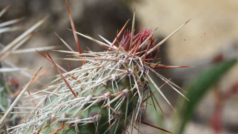 Seasonal wildflowers along the trails