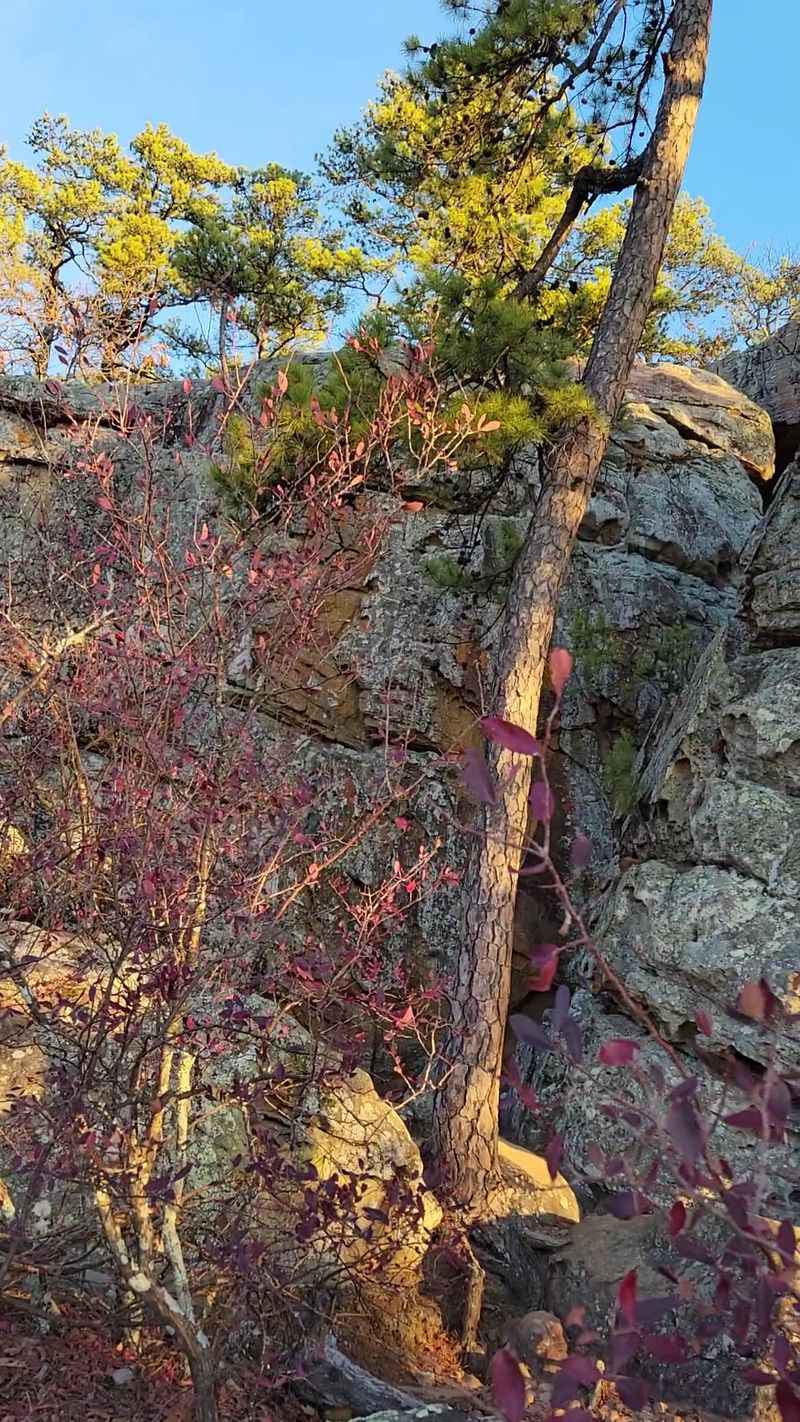 Wildflower Meadows In Peak Bloom