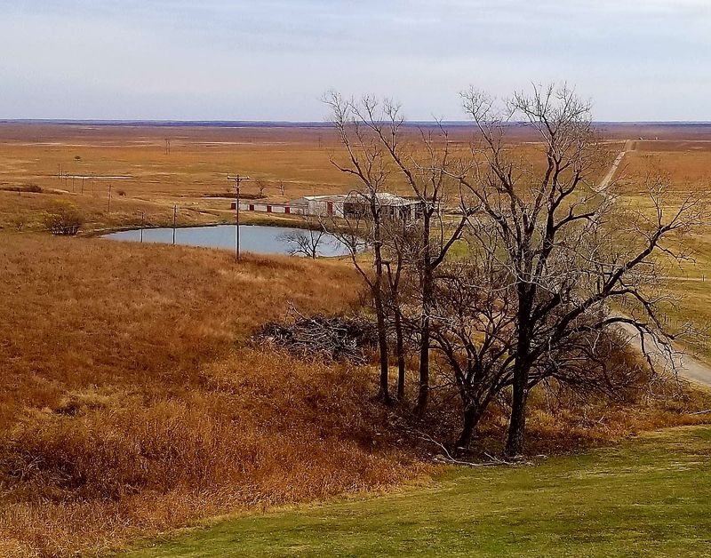 Tallgrass Prairie Preserve and Bison Views