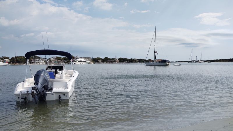 See the Wild Horses of Shackleford Banks and Carrot Island