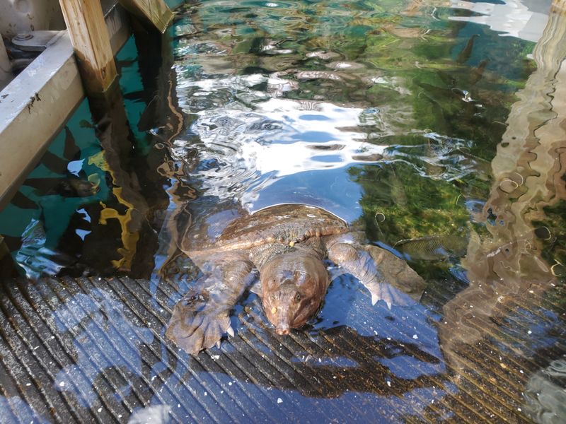 Dial in buoyancy and trim with easy skill practice