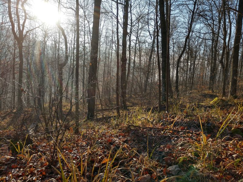 Brush Creek State Forest