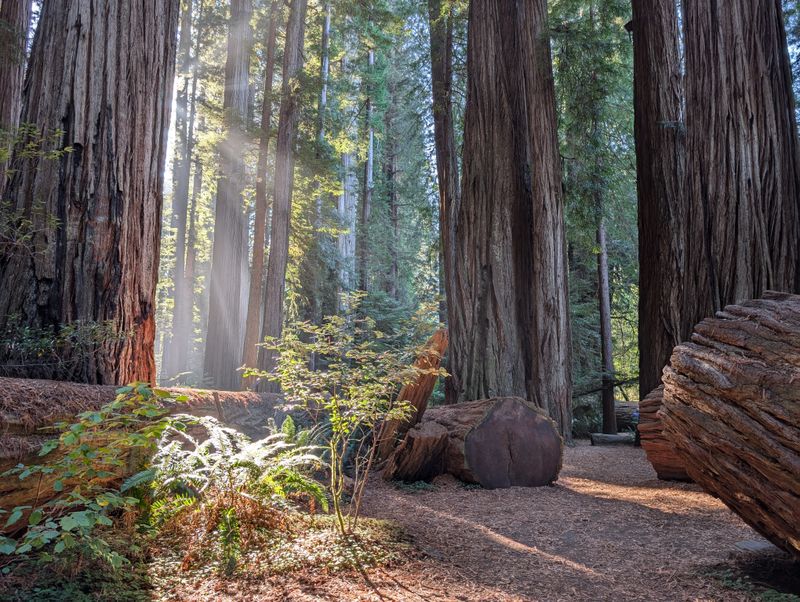 A Redwood Forest That Feels Ancient and Alive in Winter